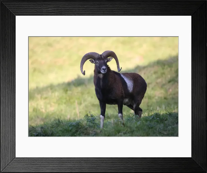 Framed Print : Mouflon -Ovis orientalis musimon-, Unterallgaeu, Allgaeu, Bavaria, Germany, Europe Framed Print : Mouflon -Ovis orientalis musimon-, Unterallgaeu, Allgaeu, Bavaria, Germany, Europe