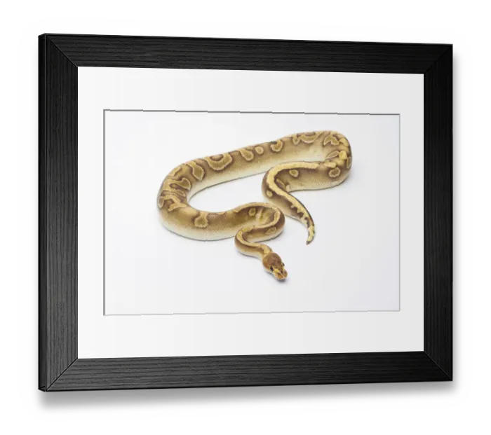 Framed Print : Royal Python -Python regius-, Champagne, male, Markus Theimer reptile breeding, Austria Framed Print : Royal Python -Python regius-, Champagne, male, Markus Theimer reptile breeding, Austria