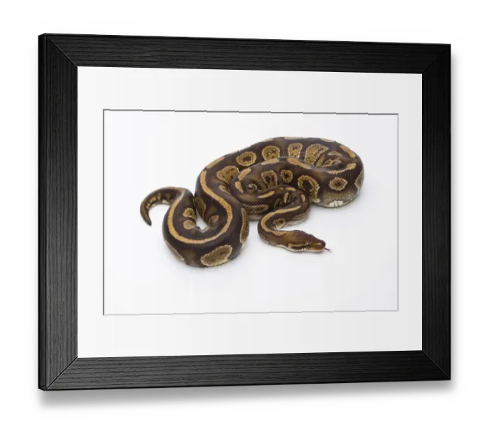 Framed Print : Royal Python -Python regius-, Fefe, male, Markus Theimer reptile breeding, Austria Framed Print : Royal Python -Python regius-, Fefe, male, Markus Theimer reptile breeding, Austria