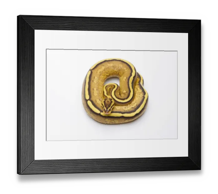 Framed Print : Royal Python -Python regius-, Superstripe, male, Markus Theimer reptile breeding, Austria Framed Print : Royal Python -Python regius-, Superstripe, male, Markus Theimer reptile breeding, Austria