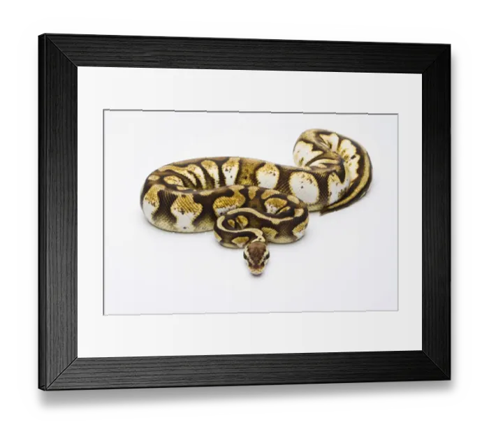 Framed Print : Royal Python -Python regius-, Pastel Calico, female, Markus Theimer reptile breeding, Austria Framed Print : Royal Python -Python regius-, Pastel Calico, female, Markus Theimer reptile breeding, Austria