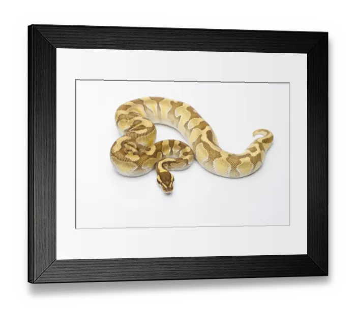 Framed Print : Royal Python -Python regius-, Butter Enchi, male, Markus Theimer reptile breeding, Austria