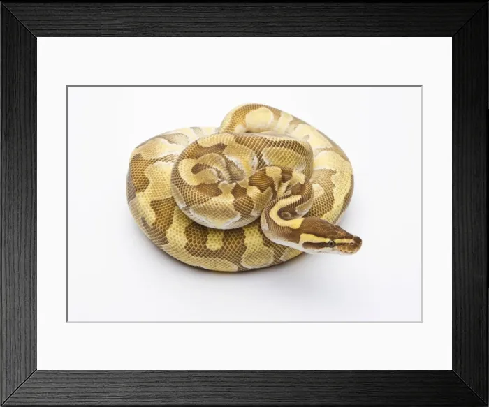 Framed Print : Royal Python -Python regius-, Butter Enchi, male, Markus Theimer reptile breeding, Austria Framed Print : Royal Python -Python regius-, Butter Enchi, male, Markus Theimer reptile breeding, Austria