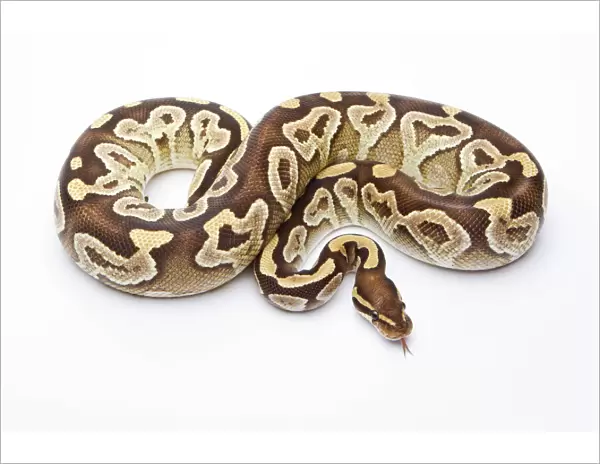 Royal Python -Python regius-, Mojave Razor, female, Markus Theimer reptile breeding, Austria