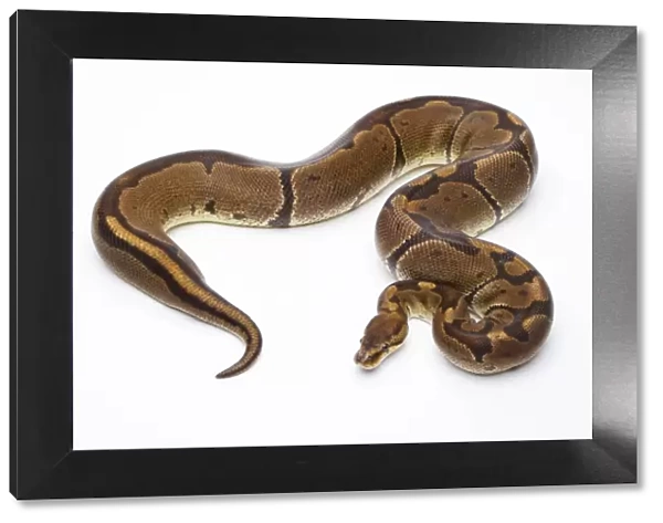 Royal Python -Python regius-, Super Venom, female, Markus Theimer reptile breeding, Austria