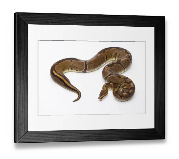 Framed Print : Royal Python -Python regius-, Super Venom, female, Markus Theimer reptile breeding, Austria Framed Print : Royal Python -Python regius-, Super Venom, female, Markus Theimer reptile breeding, Austria