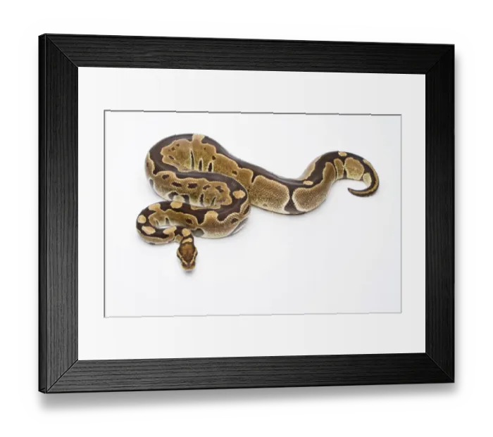 Framed Print : Royal Python -Python regius-, Super Razor, female, Markus Theimer reptile breeding, Austria Framed Print : Royal Python -Python regius-, Super Razor, female, Markus Theimer reptile breeding, Austria