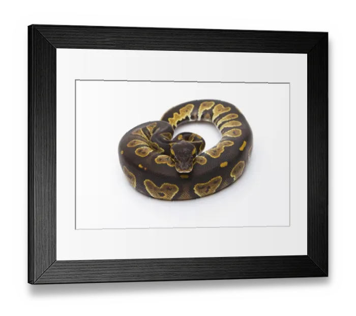 Framed Print : Royal Python -Python regius-, Black Head, female, Markus Theimer reptile breeding, Austria Framed Print : Royal Python -Python regius-, Black Head, female, Markus Theimer reptile breeding, Austria