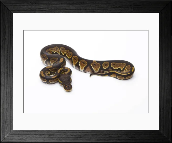 Framed Print : Royal Python -Python regius-, Black Head, female, Markus Theimer reptile breeding, Austria Framed Print : Royal Python -Python regius-, Black Head, female, Markus Theimer reptile breeding, Austria
