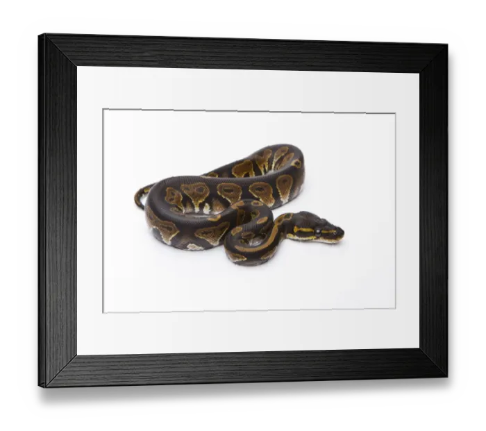Framed Print : Royal Python -Python regius-, Black Head, male, Markus Theimer reptile breeding, Austria Framed Print : Royal Python -Python regius-, Black Head, male, Markus Theimer reptile breeding, Austria