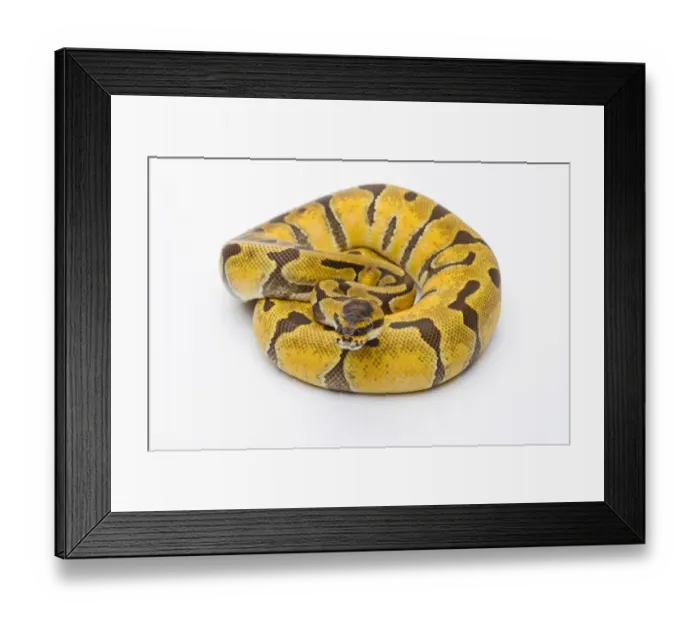 Framed Print : Royal Python -Python regius-, Super Enchi, female, Markus Theimer reptile breeding, Austria Framed Print : Royal Python -Python regius-, Super Enchi, female, Markus Theimer reptile breeding, Austria