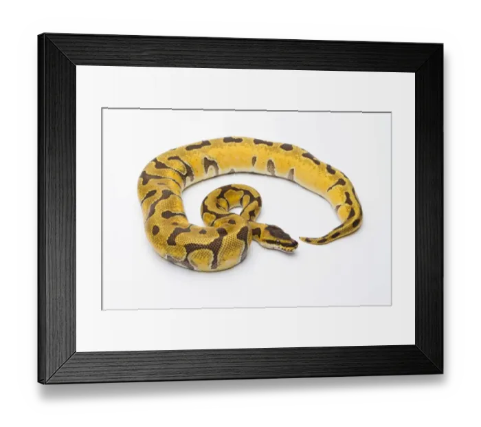 Framed Print : Royal Python -Python regius-, Super Enchi, female, Markus Theimer reptile breeding, Austria Framed Print : Royal Python -Python regius-, Super Enchi, female, Markus Theimer reptile breeding, Austria