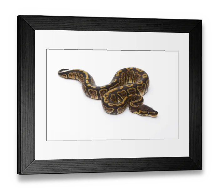 Framed Print : Royal Python -Python regius-, Super Granite, female, Markus Theimer reptile breeding, Austria Framed Print : Royal Python -Python regius-, Super Granite, female, Markus Theimer reptile breeding, Austria