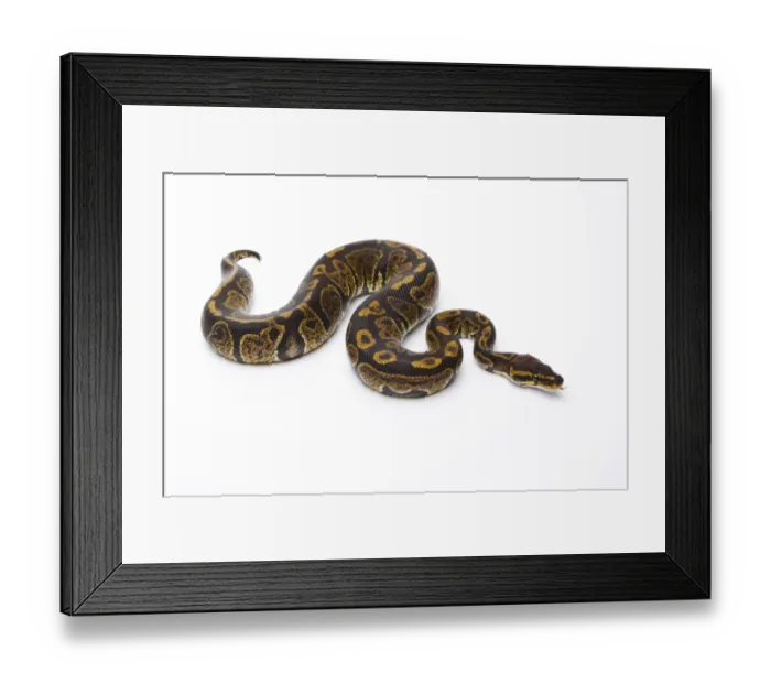 Framed Print : Royal Python -Python regius-, Super Granite, male, Markus Theimer reptile breeding, Austria Framed Print : Royal Python -Python regius-, Super Granite, male, Markus Theimer reptile breeding, Austria