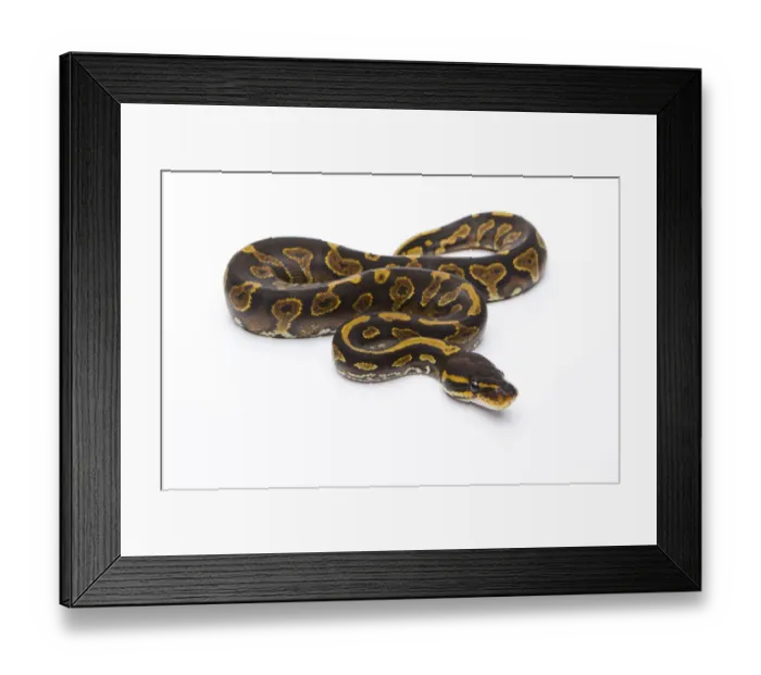 Framed Print : Royal Python -Python regius-, Yellow Belly Black Head, female, Markus Theimer reptile breeding, Austria Framed Print : Royal Python -Python regius-, Yellow Belly Black Head, female, Markus Theimer reptile breeding, Austria