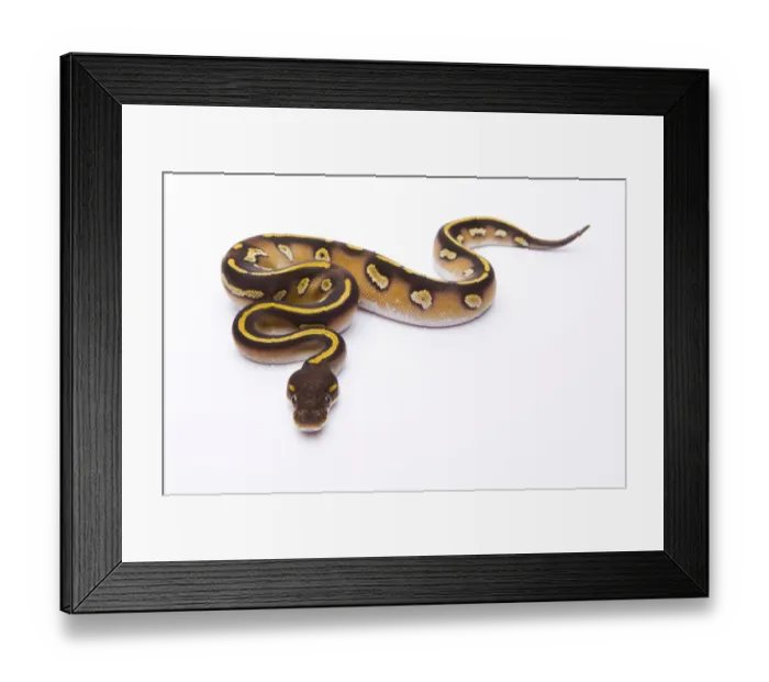 Framed Print : Royal Python -Python regius-, Mojave Black Head, female, Markus Theimer reptile breeding, Austria