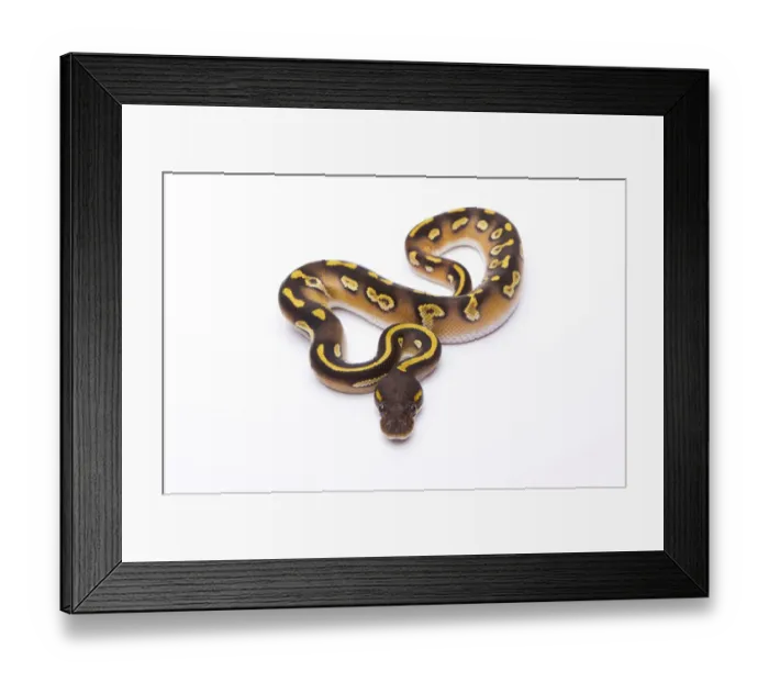 Framed Print : Royal Python -Python regius-, Mojave Black Head, male, Markus Theimer reptile breeding, Austria