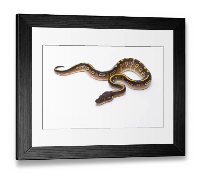Framed Print : Royal Python -Python regius-, Mojave Black Head, male, Markus Theimer reptile breeding, Austria Framed Print : Royal Python -Python regius-, Mojave Black Head, male, Markus Theimer reptile breeding, Austria