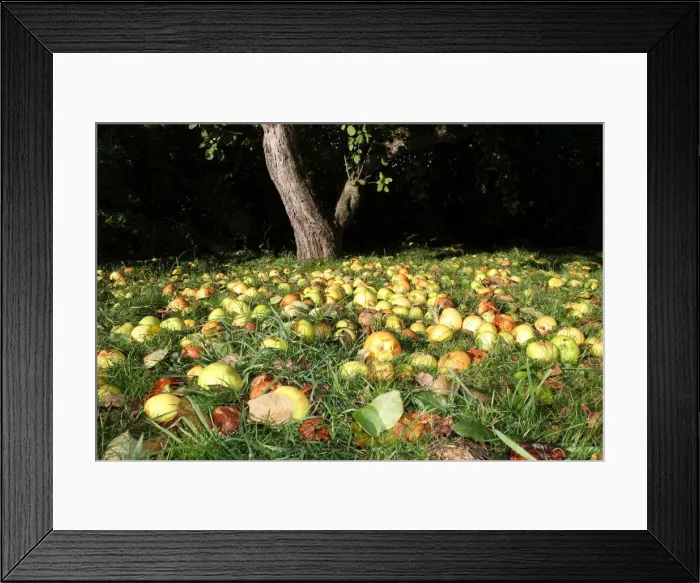 Framed Print : Windfall apples, organic farming, Unterallgaeu, Allgaeu, Bavaria, Germany, Europe Framed Print : Windfall apples, organic farming, Unterallgaeu, Allgaeu, Bavaria, Germany, Europe