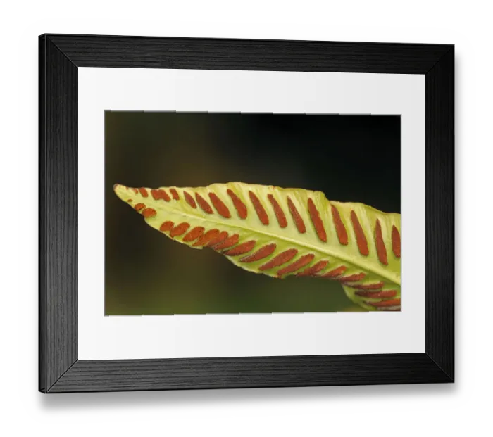 Framed Print : Sori on the bottom side of a fern frond, Harts-tongue Fern -Asplenium scolopendrium-, Europe Framed Print : Sori on the bottom side of a fern frond, Harts-tongue Fern -Asplenium scolopendrium-, Europe