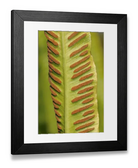 Framed Print : Sori on the bottom side of a fern frond, Harts-tongue Fern -Asplenium scolopendrium-, Europe Framed Print : Sori on the bottom side of a fern frond, Harts-tongue Fern -Asplenium scolopendrium-, Europe