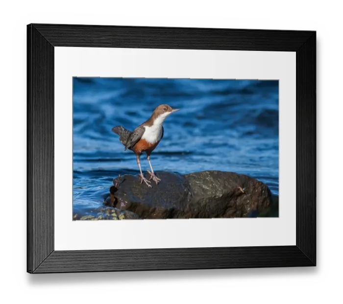 Framed Print : Dipper -Cinclus cinclus- on a rock in the water, North Hesse, Hesse, Germany Framed Print : Dipper -Cinclus cinclus- on a rock in the water, North Hesse, Hesse, Germany