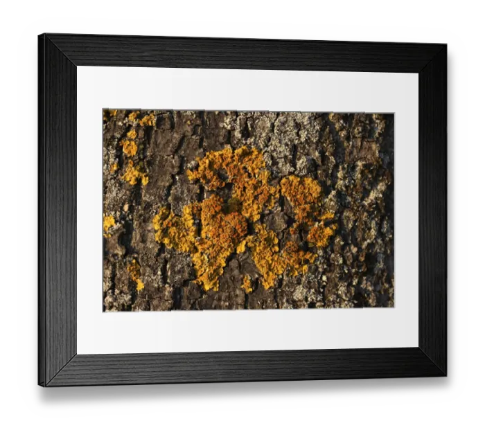 Framed Print : Yellow tree lichen