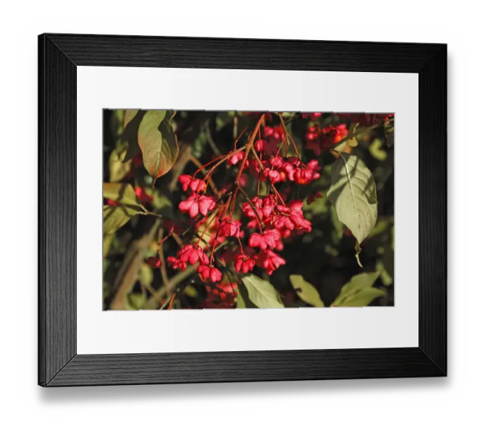 Framed Print : European spindle or Common spindle -Euonymus europaeus- Framed Print : European spindle or Common spindle -Euonymus europaeus-