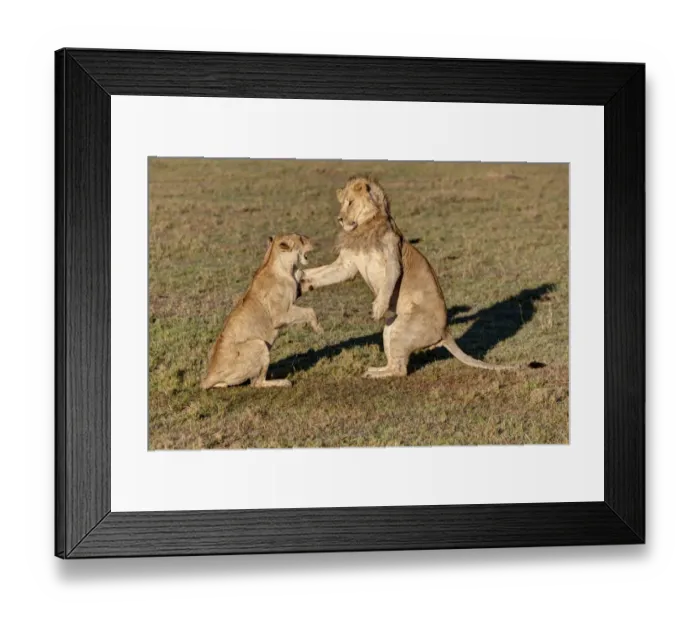 Framed Print : Lion and Lioness -Panthera leo- fighting, Masai Mara National Reserve, Kenya, East Africa, Africa, PublicGround