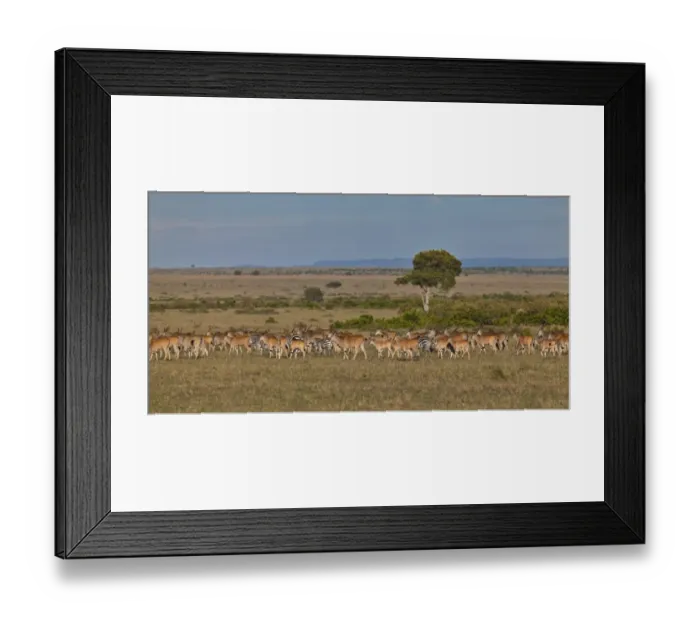 Framed Print : Herd of Eland Antilopes -Taurotragus oryx-, Zebra -Equus quagga- and Blue Wildebeest -Connochaetes taurinus-, Masai Mara National Reserve, Kenya, East Africa, Africa, PublicGround Framed Print : Herd of Eland Antilopes -Taurotragus oryx-, Zebra -Equus quagga- and Blue Wildebeest -Connochaetes taurinus-, Masai Mara National Reserve, Kenya, East Africa, Africa, PublicGround