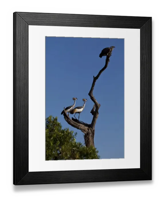 Framed Print : White-backed Vulture -Gyps africanus- and Black Crowned Cranes -Balearica pavonina- on a dead tree, Masai Mara National Reserve, Kenya, East Africa, Africa, PublicGround