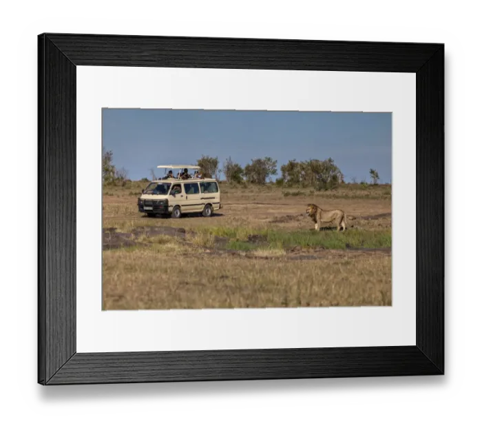 Framed Print : Lion -Panthera leo- in front of a jeep, Masai Mara National Reserve, Kenya, East Africa, Africa, PublicGround Framed Print : Lion -Panthera leo- in front of a jeep, Masai Mara National Reserve, Kenya, East Africa, Africa, PublicGround