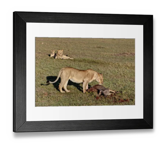 Framed Print : Lioness -Panthera leo- feeding on wildebeest -Connochaetes taurinus- observed by two young lions, Masai Mara National Reserve, Kenya, East Africa, Africa, PublicGround
