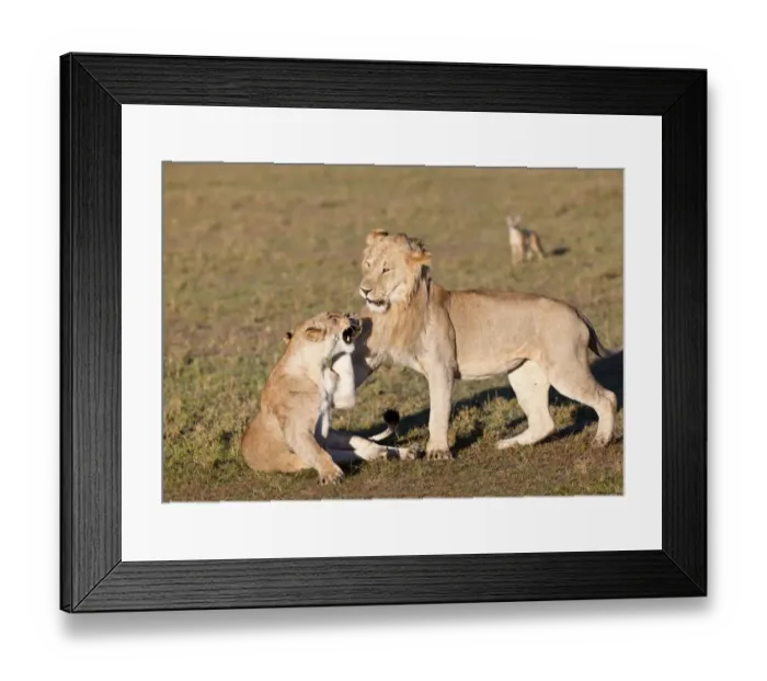 Framed Print : Lion and lioness fighting -Panthera leo- fighting, Masai Mara National Reserve, Kenya, East Africa, Africa, PublicGround Framed Print : Lion and lioness fighting -Panthera leo- fighting, Masai Mara National Reserve, Kenya, East Africa, Africa, PublicGround