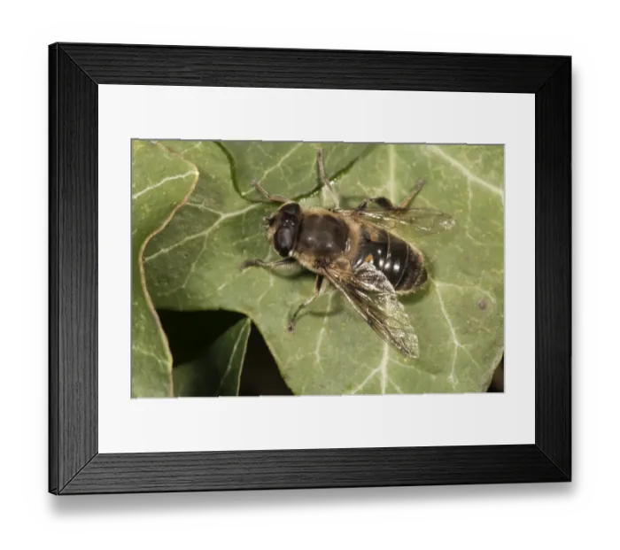 Framed Print : European hoverfly or Drone fly -Eristalis tenax-, basking in sun, Untergroeningen, Baden-Wuerttemberg, Germany, Europe Framed Print : European hoverfly or Drone fly -Eristalis tenax-, basking in sun, Untergroeningen, Baden-Wuerttemberg, Germany, Europe
