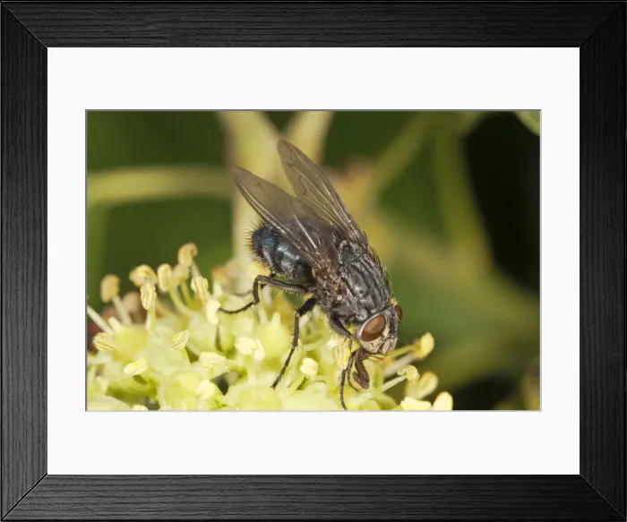 Framed Print : Blowfly -Calliphora sp. -, on an ivy flower, Untergroeningen, Baden-Wuerttemberg, Germany, Europe Framed Print : Blowfly -Calliphora sp. -, on an ivy flower, Untergroeningen, Baden-Wuerttemberg, Germany, Europe