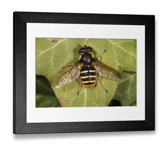 Framed Print : Hoverfly -Sericomyia silentis-, basking in sun, Untergroeningen, Baden-Wuerttemberg, Germany, Europe Framed Print : Hoverfly -Sericomyia silentis-, basking in sun, Untergroeningen, Baden-Wuerttemberg, Germany, Europe
