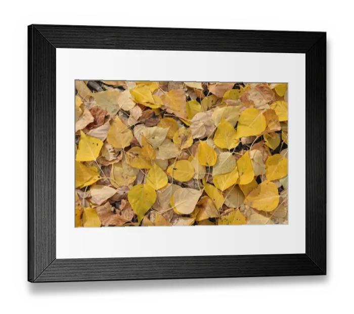 Framed Print : Aspen -Populus tremula-, autumn coloured leaves on the ground, Warm Springs Road, Ketchum, Idaho, USA Framed Print : Aspen -Populus tremula-, autumn coloured leaves on the ground, Warm Springs Road, Ketchum, Idaho, USA