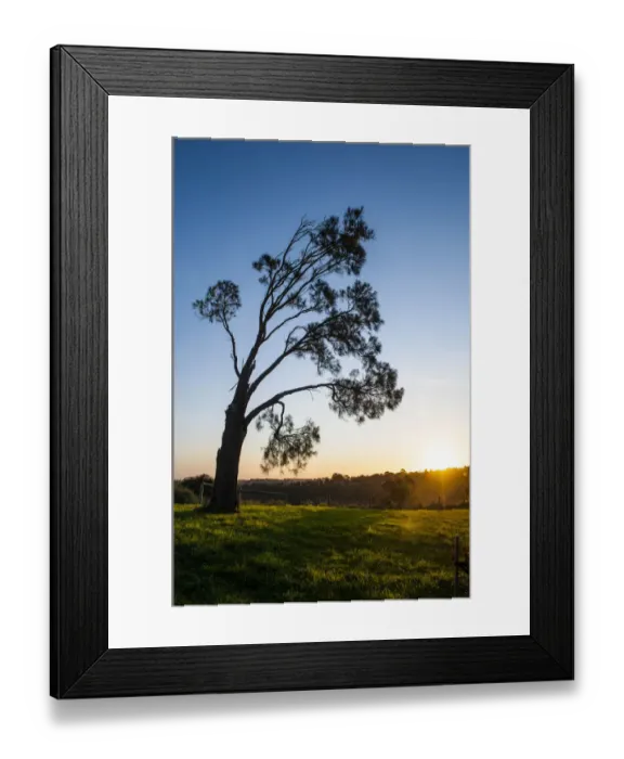 Framed Print : Tree at sunset, Mount Gambier, Victoria, Australia Framed Print : Tree at sunset, Mount Gambier, Victoria, Australia
