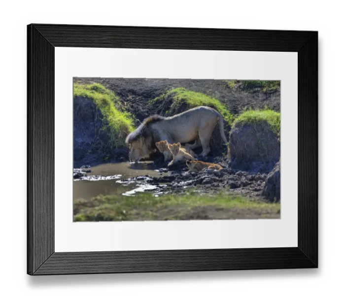 Framed Print : Lion -Panthera leo- with cubs at a waterhole, Masai Mara National Reserve, Kenya, East Africa, Africa, PublicGround Framed Print : Lion -Panthera leo- with cubs at a waterhole, Masai Mara National Reserve, Kenya, East Africa, Africa, PublicGround