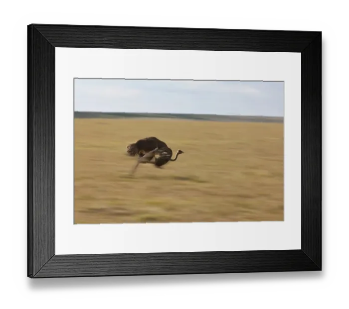 Framed Print : Ostrich -Struthio camelus-, female, on the run, Masai Mara National Reserve, Kenya, East Africa, PublicGround Framed Print : Ostrich -Struthio camelus-, female, on the run, Masai Mara National Reserve, Kenya, East Africa, PublicGround