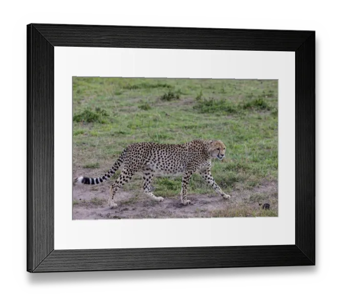 Framed Print : Cheetah -Acinonyx jubatus-, Masai Mara National Reserve, Kenya, East Africa, PublicGround