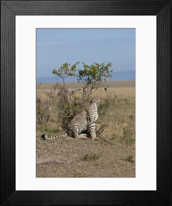 Framed Print : Cheetah -Acinonyx jubatus- with cubs, Masai Mara National Reserve, Kenya, East Africa, Africa, PublicGround Framed Print : Cheetah -Acinonyx jubatus- with cubs, Masai Mara National Reserve, Kenya, East Africa, Africa, PublicGround