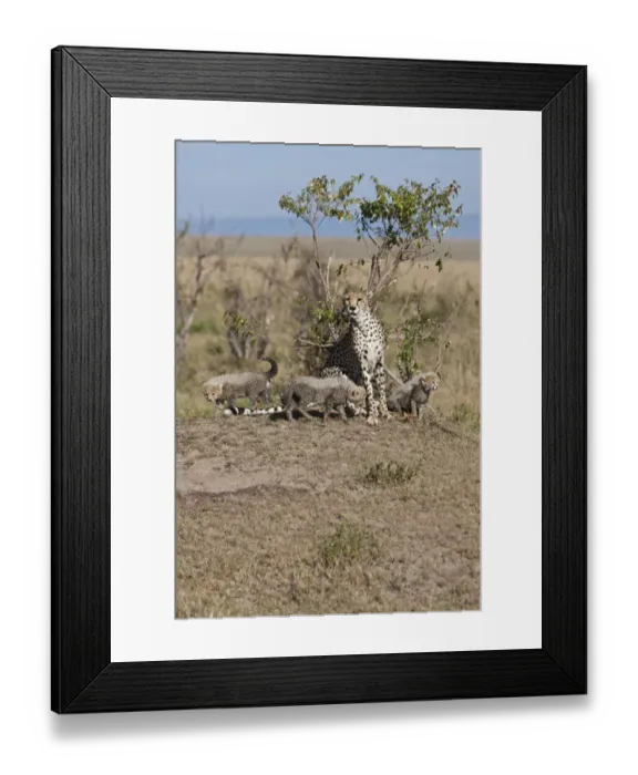 Framed Print : Cheetah -Acinonyx jubatus- with cubs, Masai Mara National Reserve, Kenya, East Africa, Africa, PublicGround Framed Print : Cheetah -Acinonyx jubatus- with cubs, Masai Mara National Reserve, Kenya, East Africa, Africa, PublicGround