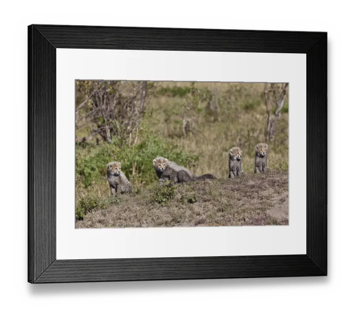 Framed Print : Cheetah -Acinonyx jubatus- cubs, Masai Mara National Reserve, Kenya, East Africa, Africa, PublicGround