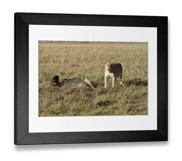 Framed Print : Lion -Panthera leo- eating a Blue Wildebeest -Connochaetes taurinus-, Masai Mara National Reserve, Kenya, East Africa, Africa, PublicGround Framed Print : Lion -Panthera leo- eating a Blue Wildebeest -Connochaetes taurinus-, Masai Mara National Reserve, Kenya, East Africa, Africa, PublicGround