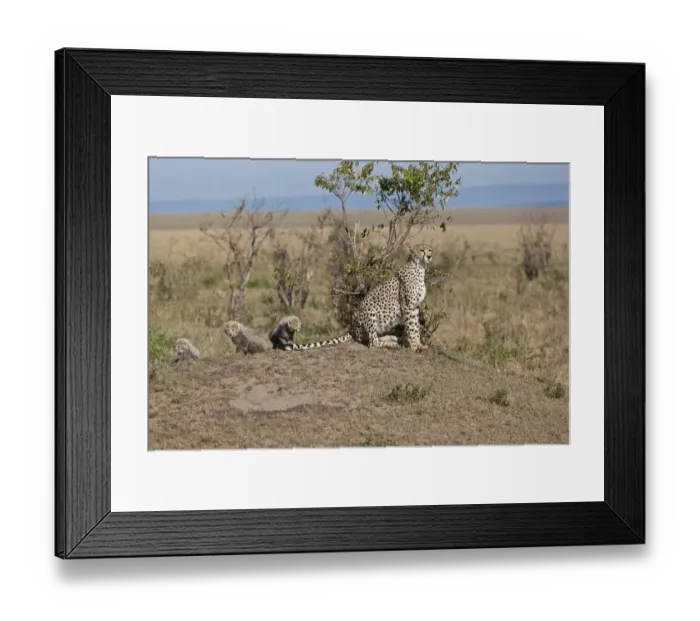 Framed Print : Cheetah -Acinonyx jubatus- with cubs, Masai Mara National Reserve, Kenya, East Africa, Africa, PublicGround Framed Print : Cheetah -Acinonyx jubatus- with cubs, Masai Mara National Reserve, Kenya, East Africa, Africa, PublicGround