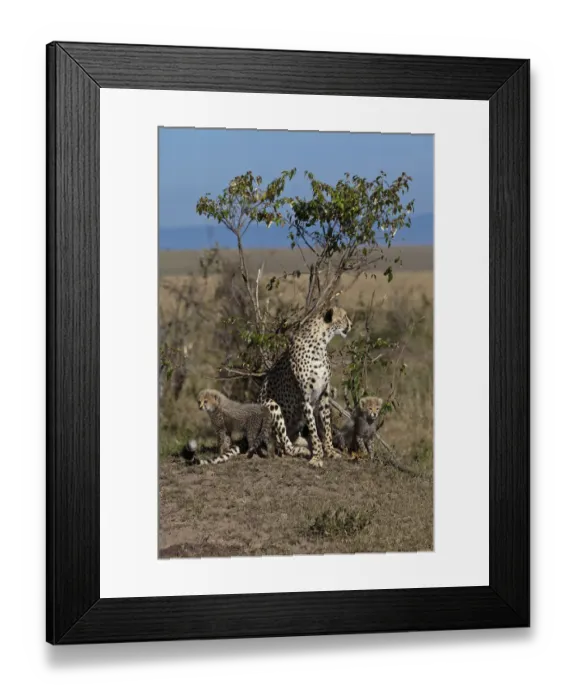 Framed Print : Cheetah -Acinonyx jubatus- with cubs, Masai Mara National Reserve, Kenya, East Africa, Africa, PublicGround Framed Print : Cheetah -Acinonyx jubatus- with cubs, Masai Mara National Reserve, Kenya, East Africa, Africa, PublicGround