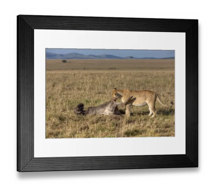 Framed Print : Lion -Panthera leo- eating a Blue Wildebeest -Connochaetes taurinus-, Masai Mara National Reserve, Kenya, East Africa, Africa, PublicGround Framed Print : Lion -Panthera leo- eating a Blue Wildebeest -Connochaetes taurinus-, Masai Mara National Reserve, Kenya, East Africa, Africa, PublicGround