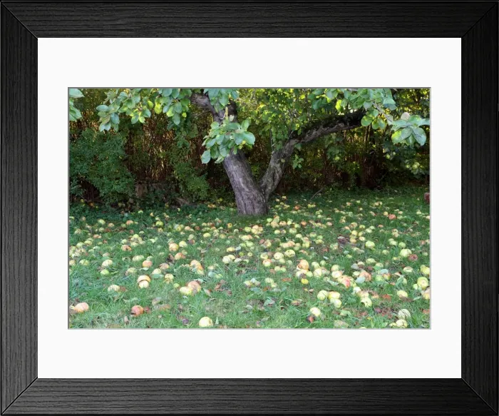 Framed Print : Windfall apples, Allgaeu, Bavaria, Germany, Europe Framed Print : Windfall apples, Allgaeu, Bavaria, Germany, Europe